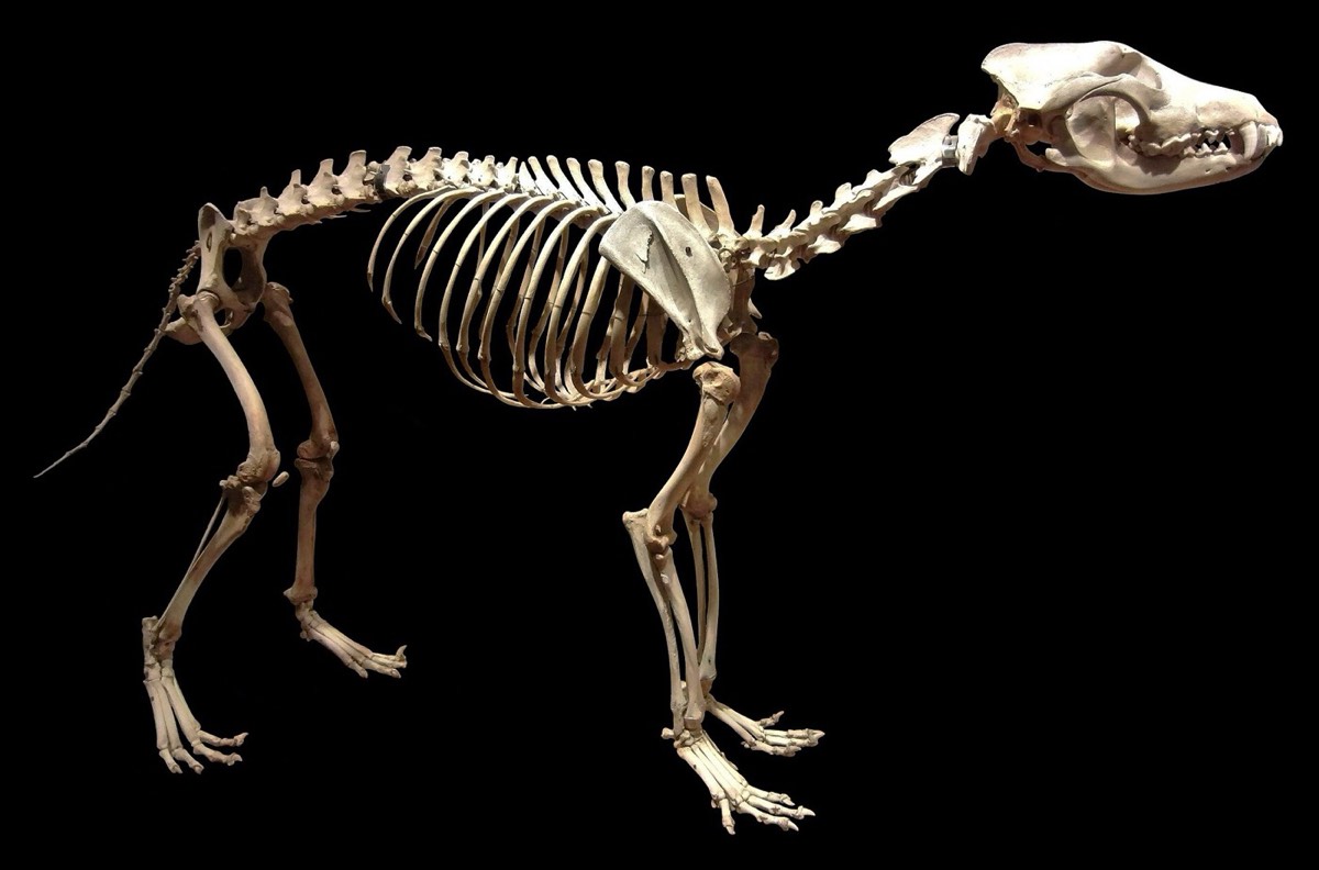 Esqueleto montado de lobo-japonês, espécie extinta, sobre fundo negro